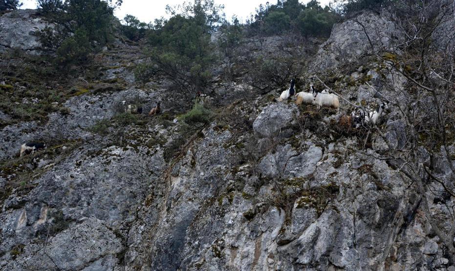 Kayalıklarda mahsur kalan keçileri 4 gün sonra AFAD kurtardı
