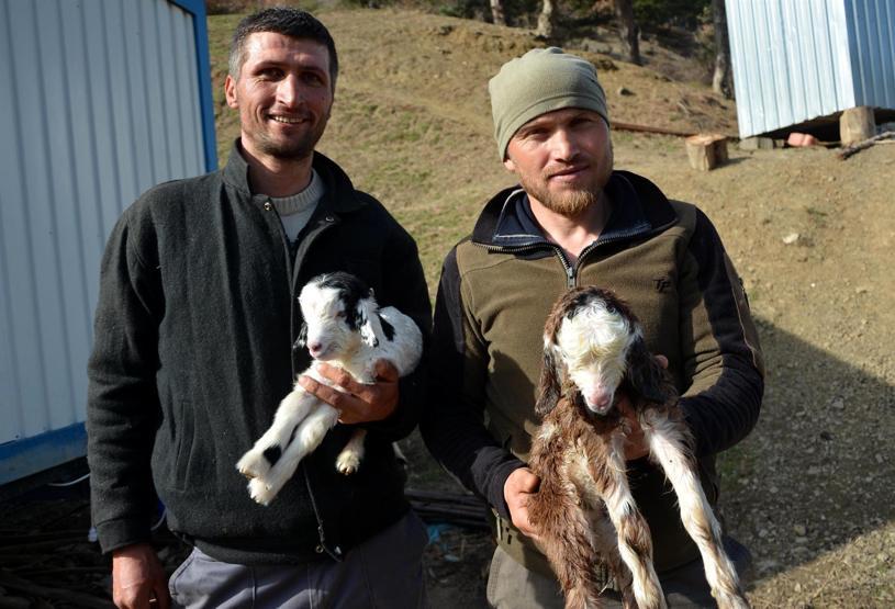 Kayalıklarda mahsur kalan keçileri 4 gün sonra AFAD kurtardı