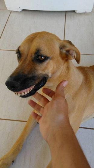 Bahçe gezintisinden takma diş takıp dönen köpek
