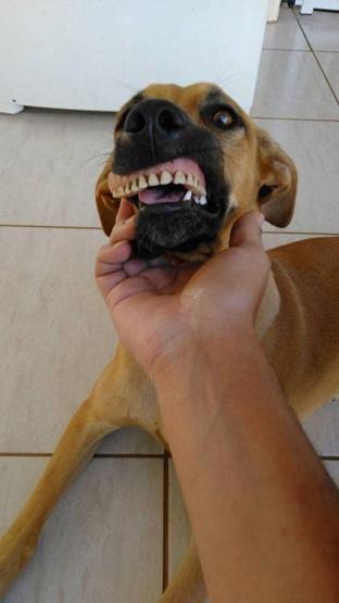 Bahçe gezintisinden takma diş takıp dönen köpek