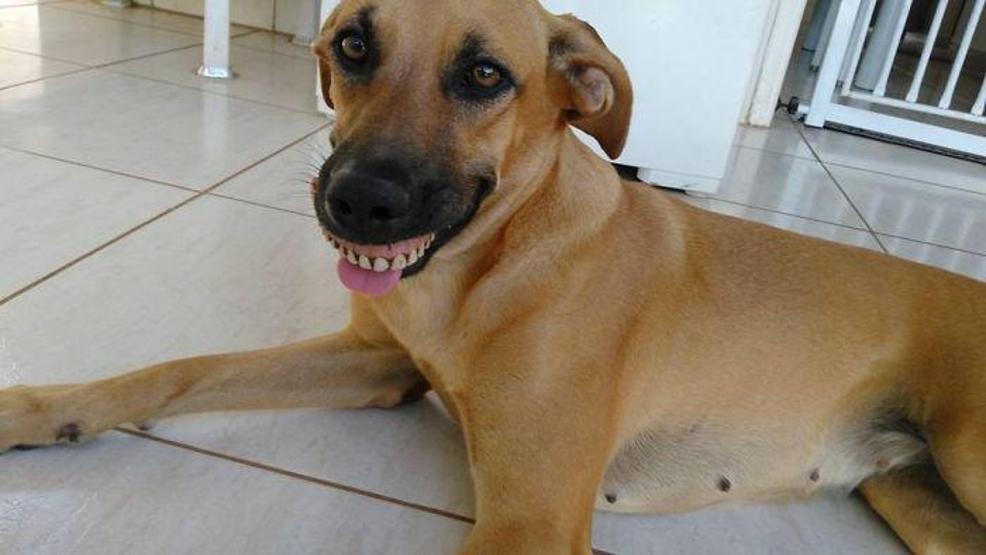 Bahçe gezintisinden takma diş takıp dönen köpek