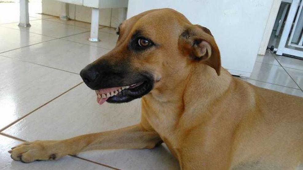 Bahçe gezintisinden takma diş takıp dönen köpek