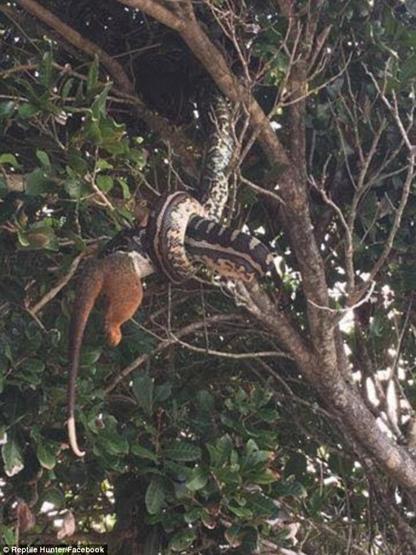 Piton yılanı, keseli sıçanı böyle yuttu