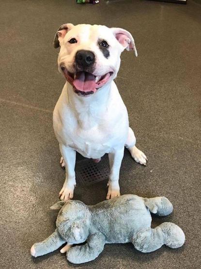 Oyuncağından ayrı sahiplenilmek istemeyen köpeğin talihi döndü