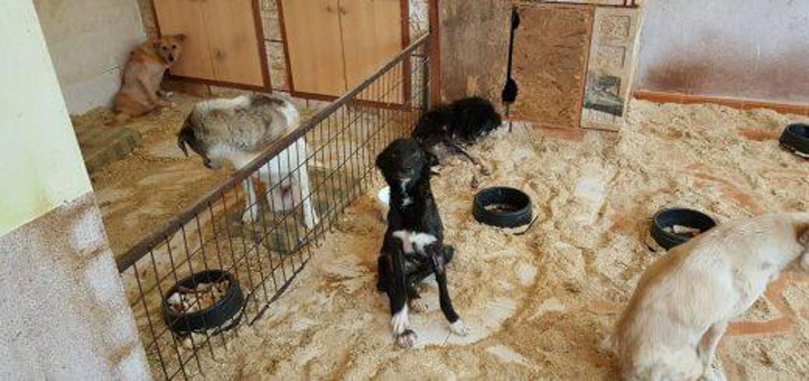 Engelli köpeklerin yaşadığı barınak yardımlarınızı bekliyor