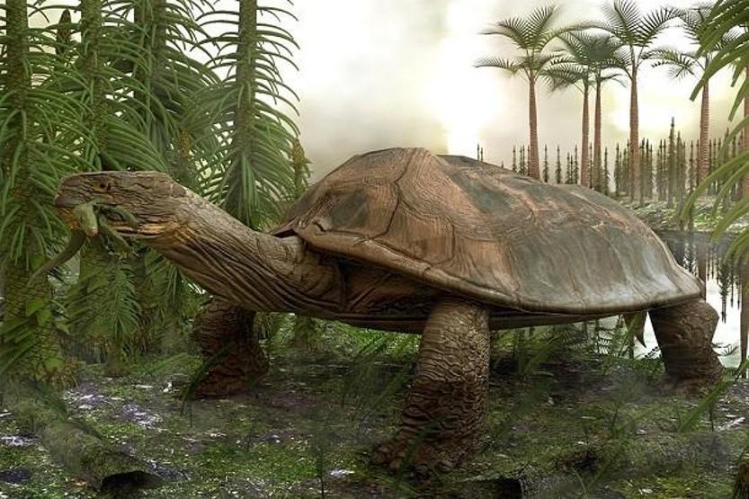 Şimdiye kadar keşfedilen en tuhaf fosiller
