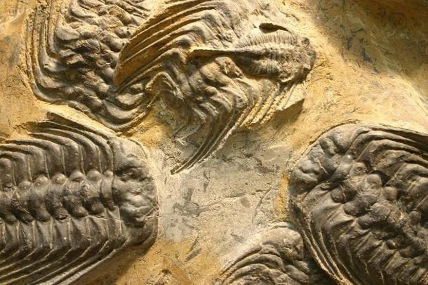 Şimdiye kadar keşfedilen en tuhaf fosiller