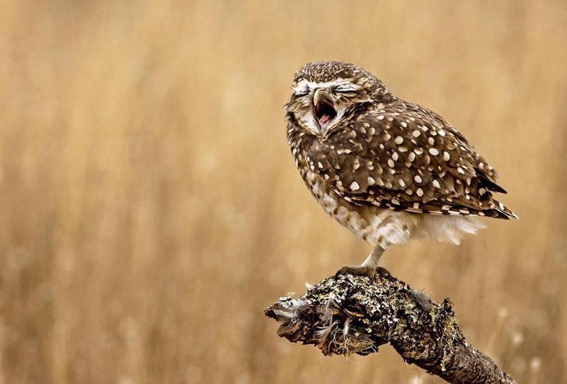 Smithsonian Fotoğraf Ödüllerinin finalistleri belli oldu