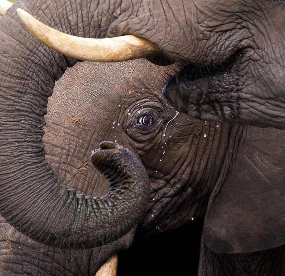 Smithsonian Fotoğraf Ödüllerinin finalistleri belli oldu