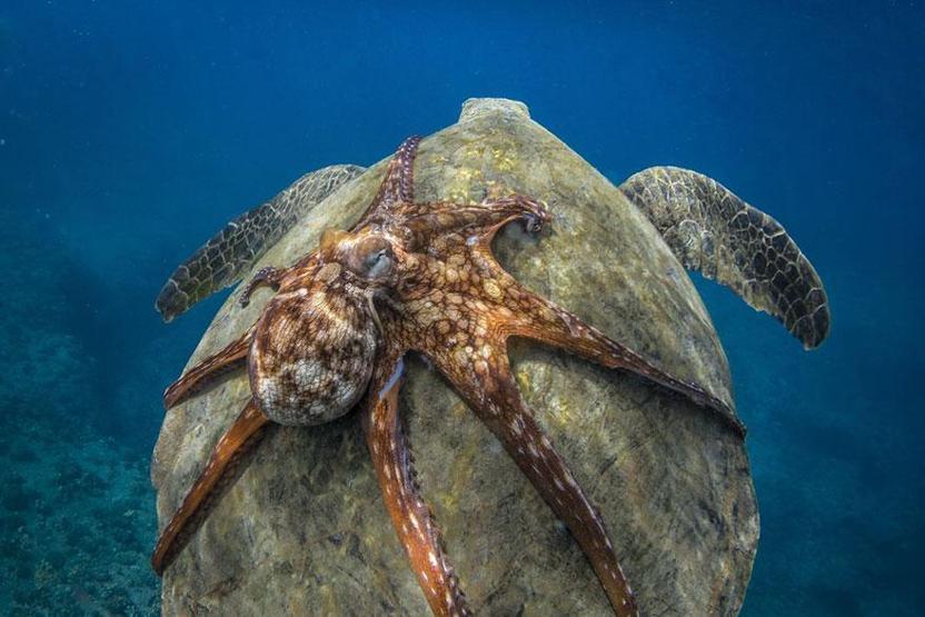 Smithsonian Fotoğraf Ödüllerinin finalistleri belli oldu