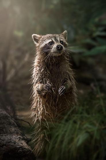 Smithsonian Fotoğraf Ödüllerinin finalistleri belli oldu