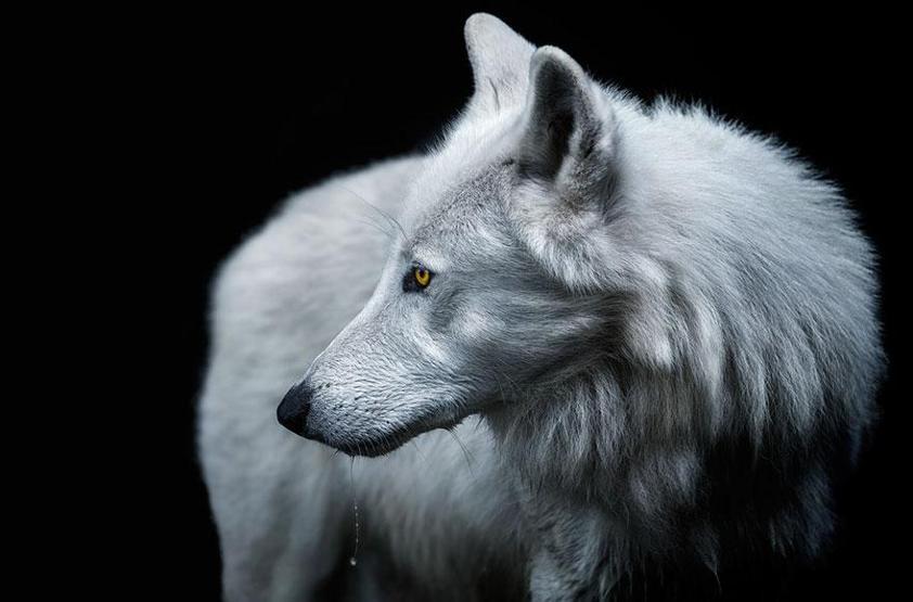 Smithsonian Fotoğraf Ödüllerinin finalistleri belli oldu