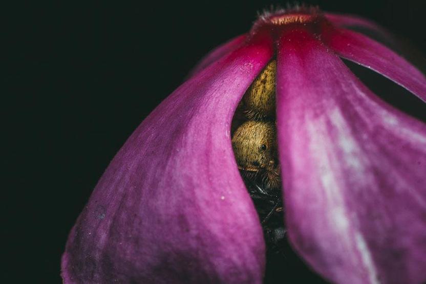 Smithsonian Fotoğraf Ödüllerinin finalistleri belli oldu