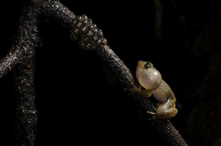 Smithsonian Fotoğraf Ödüllerinin finalistleri belli oldu