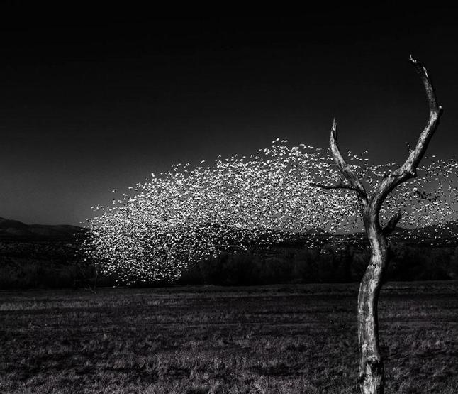 Smithsonian Fotoğraf Ödüllerinin finalistleri belli oldu