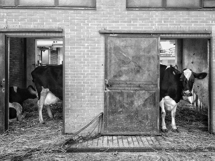 Smithsonian Fotoğraf Ödüllerinin finalistleri belli oldu