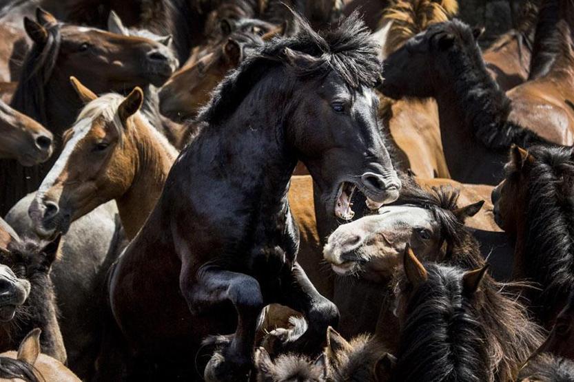 Smithsonian Fotoğraf Ödüllerinin finalistleri belli oldu