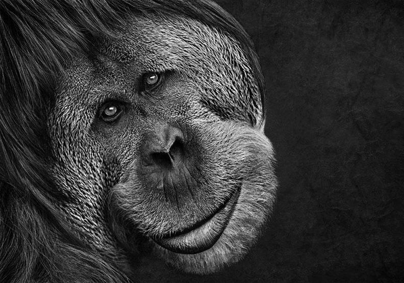 Smithsonian Fotoğraf Ödüllerinin finalistleri belli oldu