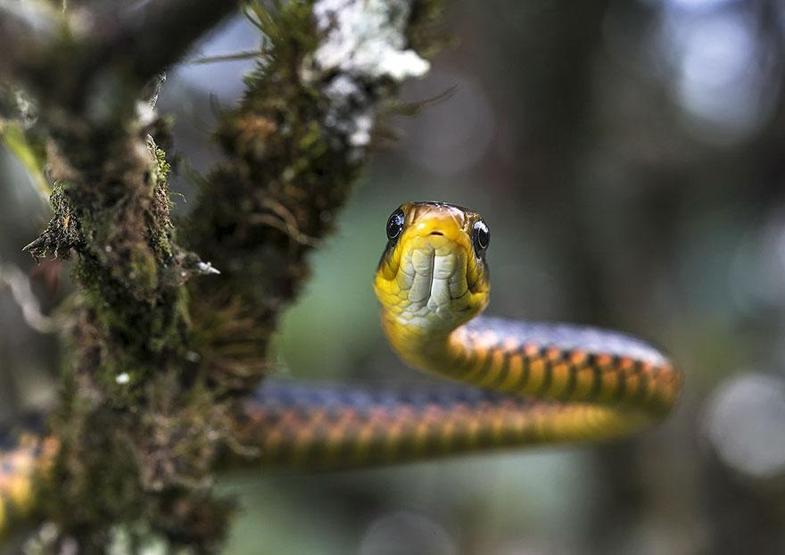 Smithsonian Fotoğraf Ödüllerinin finalistleri belli oldu