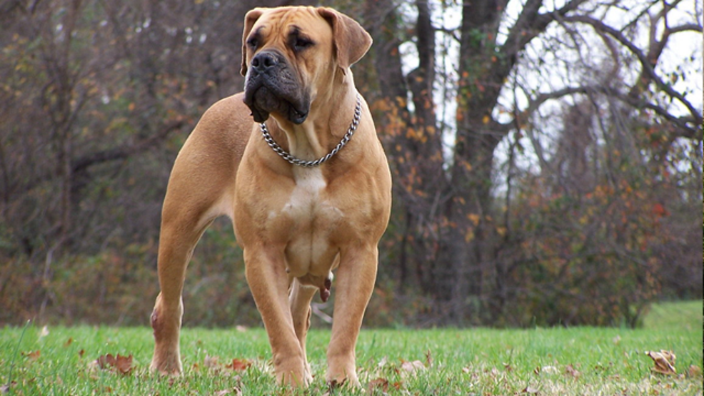 Dünyanın en tehlikeli köpekleri