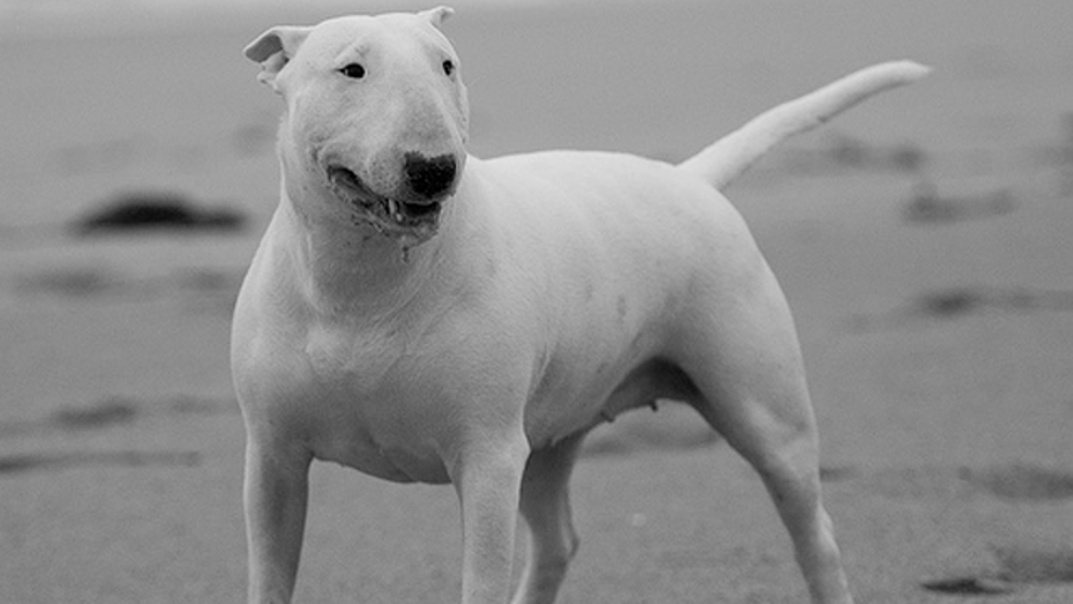 Dünyanın en tehlikeli köpekleri