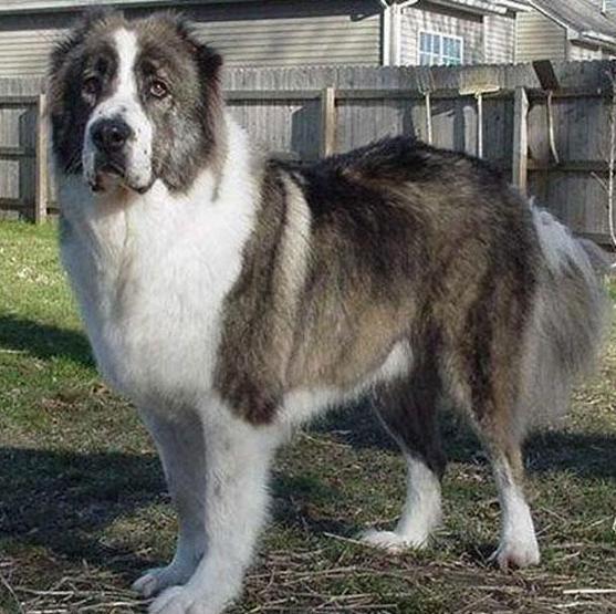 Dünyanın en tehlikeli köpekleri
