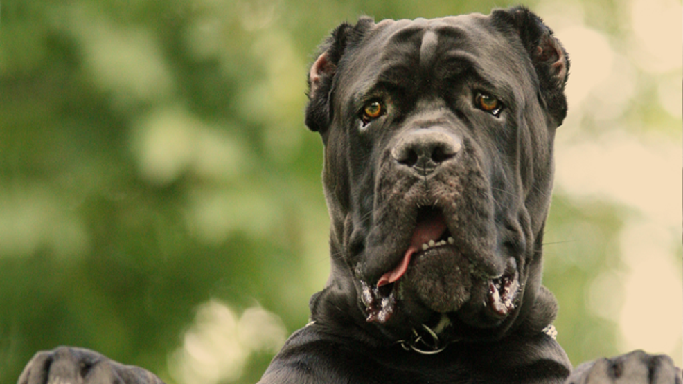 Dünyanın en tehlikeli köpekleri