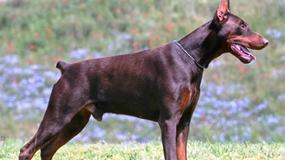 Dünyanın en tehlikeli köpekleri