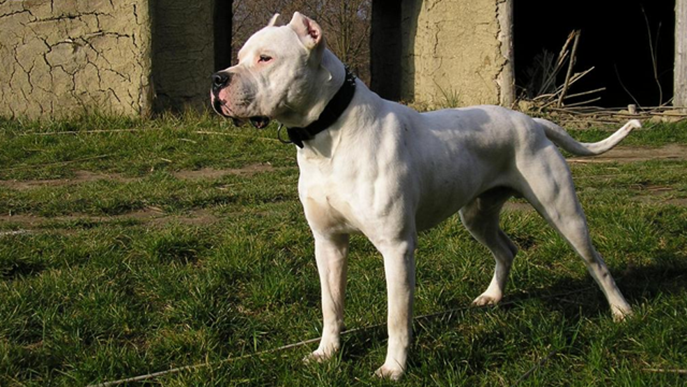 Dünyanın en tehlikeli köpekleri
