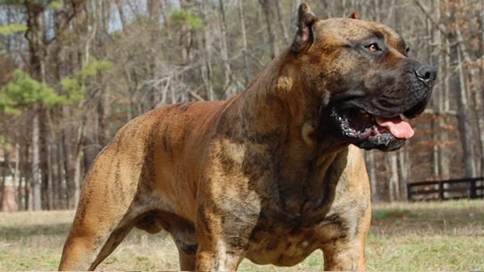 Dünyanın en tehlikeli köpekleri