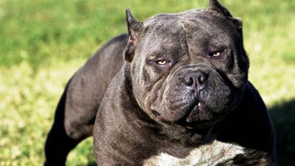 Dünyanın en tehlikeli köpekleri