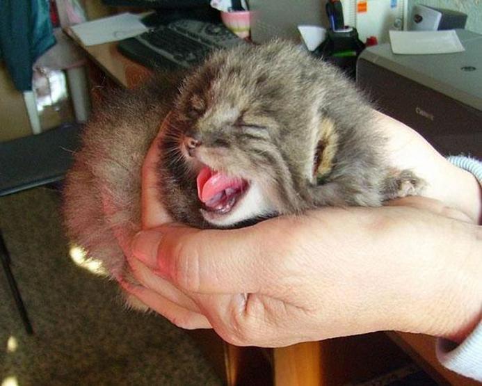 Kedi sanıp sahiplendi, vahşi hayvan çıktılar