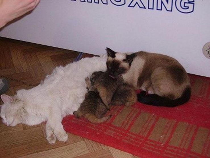 Kedi sanıp sahiplendi, vahşi hayvan çıktılar