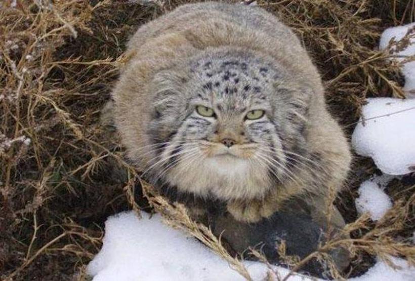 Kedi sanıp sahiplendi, vahşi hayvan çıktılar