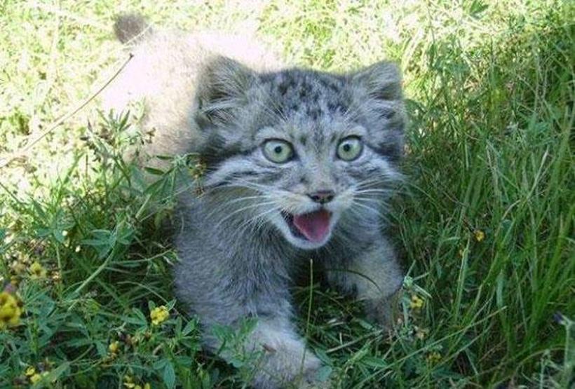 Kedi sanıp sahiplendi, vahşi hayvan çıktılar