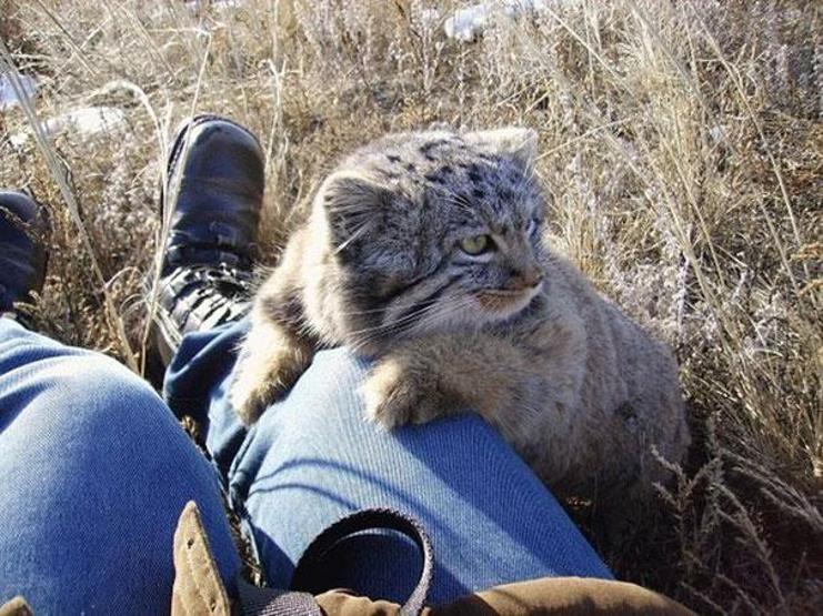 Kedi sanıp sahiplendi, vahşi hayvan çıktılar