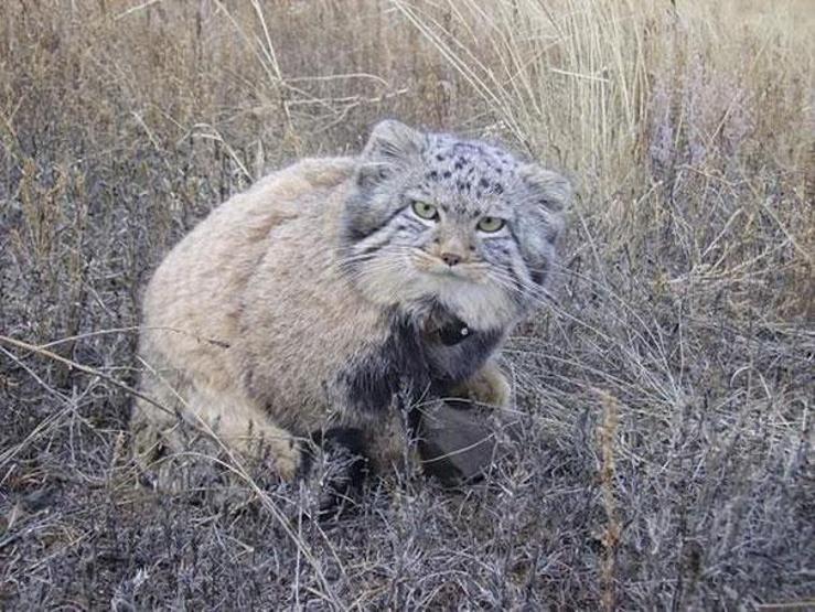 Kedi sanıp sahiplendi, vahşi hayvan çıktılar