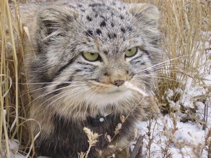 Kedi sanıp sahiplendi, vahşi hayvan çıktılar