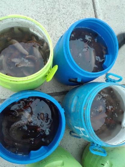 Geliboluda 400 kilo deniz patlıcanı ele geçirildi
