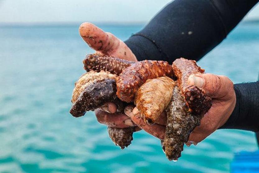 Geliboluda 400 kilo deniz patlıcanı ele geçirildi