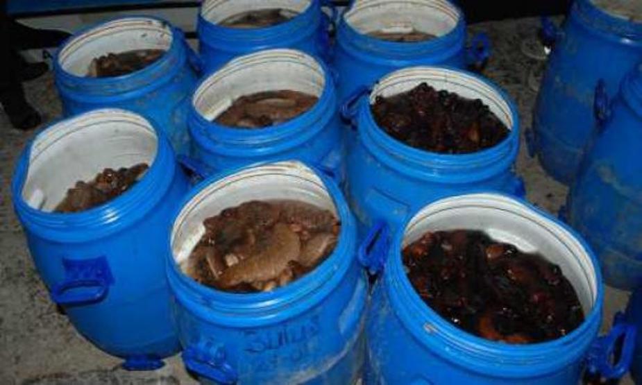 Geliboluda 400 kilo deniz patlıcanı ele geçirildi