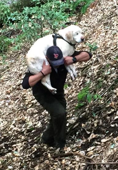 Kaybolan kör köpek 8 gün sonra dağda bulundu