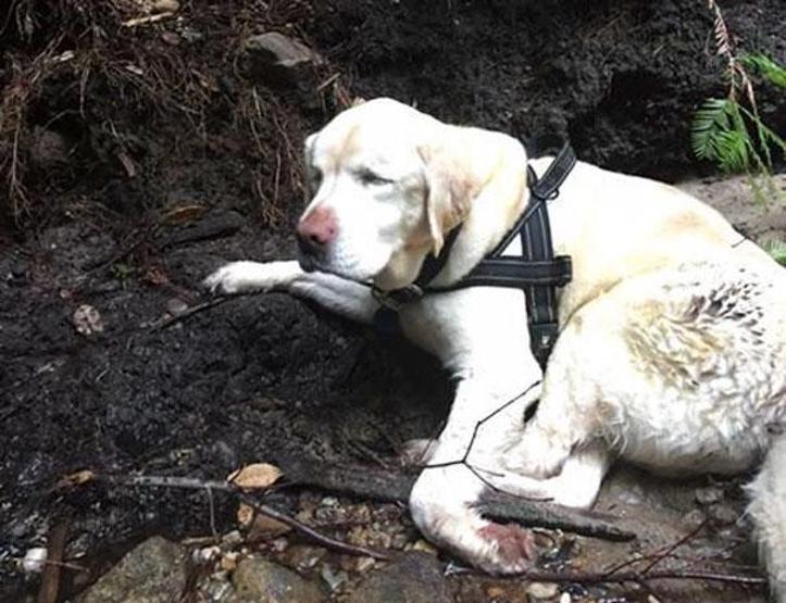 Kaybolan kör köpek 8 gün sonra dağda bulundu