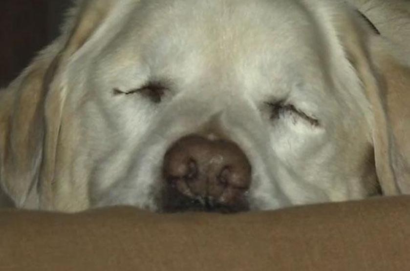 Kaybolan kör köpek 8 gün sonra dağda bulundu