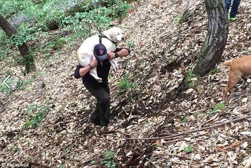 Kaybolan kör köpek 8 gün sonra dağda bulundu