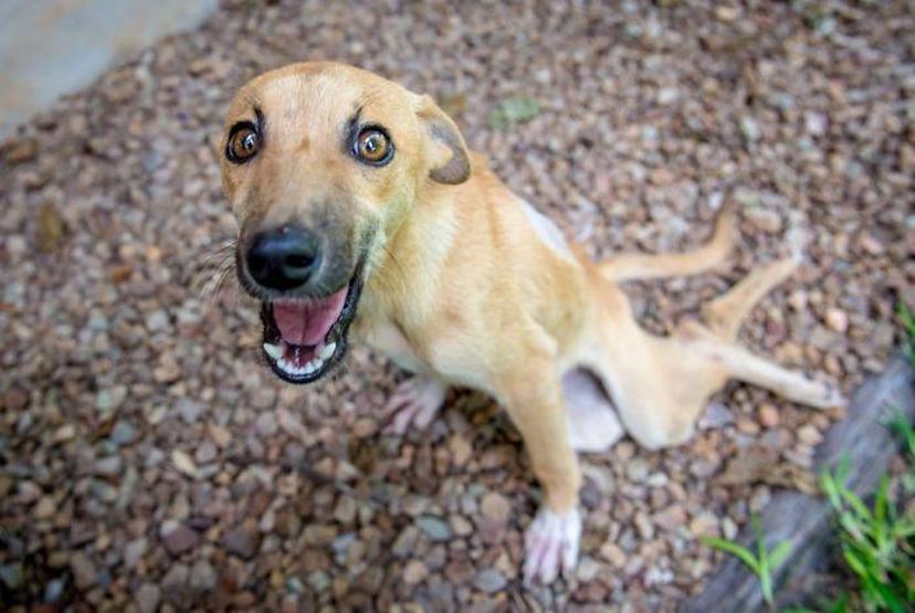 Felçli köpek ihtiyacı olan yardımı kendisi uğraşıp buldu