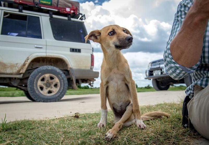Felçli köpek ihtiyacı olan yardımı kendisi uğraşıp buldu