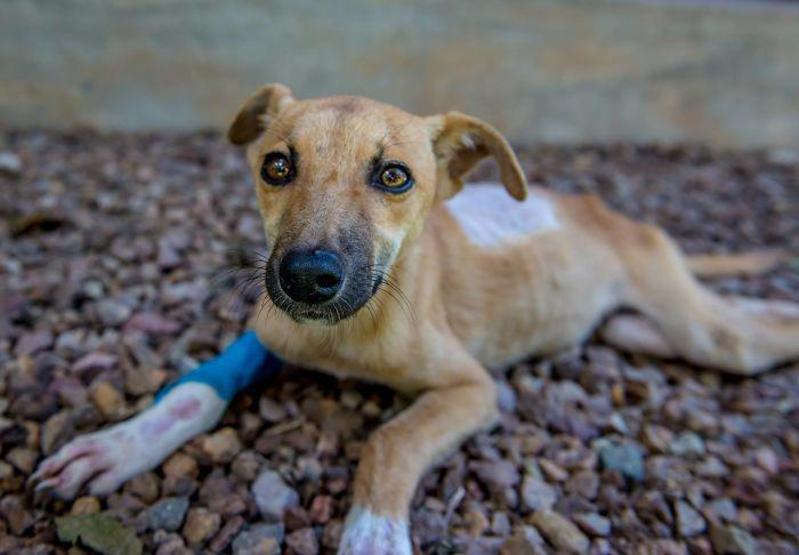 Felçli köpek ihtiyacı olan yardımı kendisi uğraşıp buldu