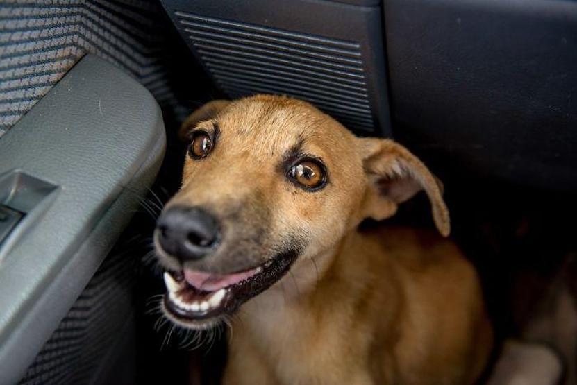 Felçli köpek ihtiyacı olan yardımı kendisi uğraşıp buldu