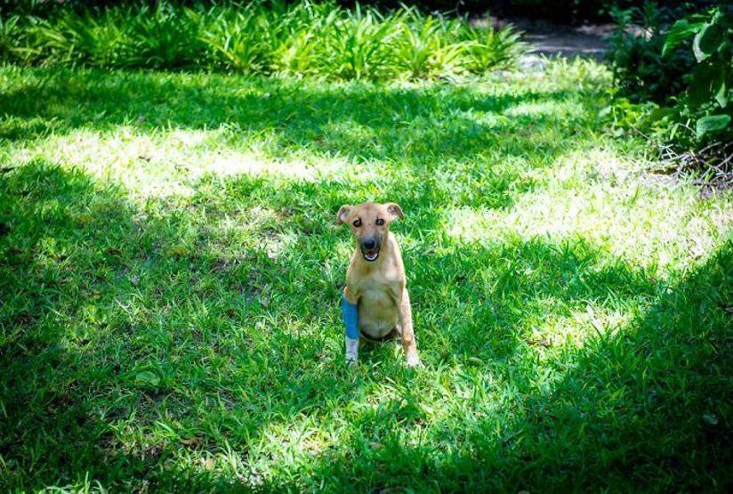 Felçli köpek ihtiyacı olan yardımı kendisi uğraşıp buldu